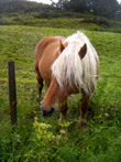 Chevaux vers le bois de la Plaine