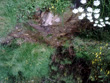 La source du Lot