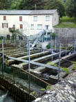 La pisciculture